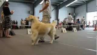 CACIB Kraków 2012 - Golden Retriever