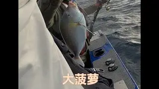 How to catch a Blue Morwong