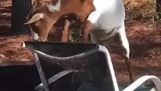 I put Avengers music over a young goat in a chair.