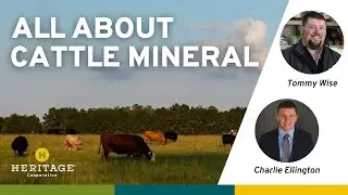 All About Cattle Mineral