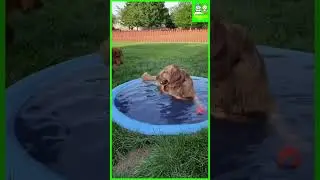 🐕 💦 Piscina para Animais de Estima&ccedil;&atilde;o 💦 🐕