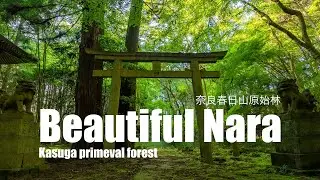 [Japan World Heritage site] Nara Kasuga primeval forest walking and beautiful sunset of Mt.Wakakusa