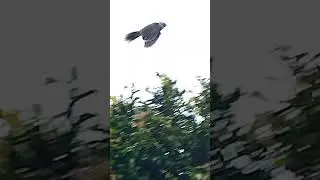 Enjoy the amazing moments of noisy minors,pink galahs and magpies 