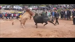 Cow fight at Tamworth NSW Australia DJi Mini 3 drone view