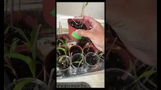 Growing PURPLE & YELLOW Corn! #home