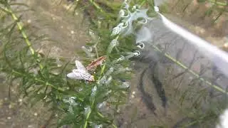 Predation of Sarcophaga sp body by Gerris sp