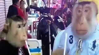 ► Animals Funny Videos 🐒#4 | monkey scoffing at tiger 🐅 Try Not to Laugh Animals Clean 🐑