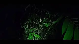 Gandarwo dan siluman ular