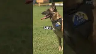 K9 Hero #dog #doglove #security #usa #security #policedogs #trending #trendingshorts
