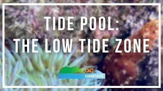 Tide Pools - Low Tide Zone by Joyce Vu