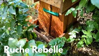 J&rsquo;ai laiss&eacute; cette ruche SANS AUCUNE INTERVENTION&hellip; Le r&eacute;sultat est INCROYABLE ! 🐝🍯
