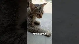 Aku kira dia gemuk, ternyata dia hamil.. mana ga ada bapaknya lagi T. T #cat #catshorts