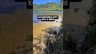 On this hiking adventure Koti the rescue dog wasn't quite sure if the rocks were evil turtles or not