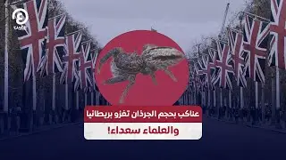 عناكب بحجم الجرذان تغزو بريطانيا والعلماء سعداء!