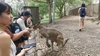Hand-feeding kangaroos and watching a sheepdog show in Australia