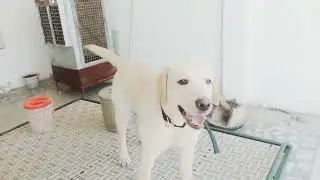 DOG PEE AND POTTY LEARNING AND TRANING TIPS FOR DOGs
