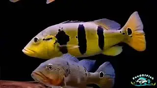 Is Peacock Bass & Pacu the BEST Tankmates for Arowana? #fish #aquarium #arowana #peacockbass #viral 