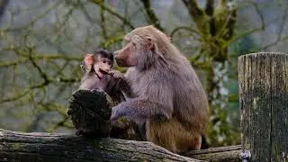 Monkey's Life #animalplanet2k #monkey #monkeylove #monkeybaby #monkeyvideo #naturelovers #zoo 