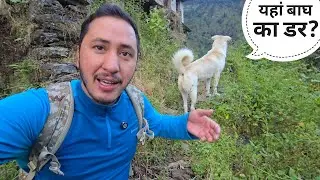 डब्बू पर कुछ दिन पहले बाघ ने हमला किया || Pahadi Lifestyle Vlog || Cool Pahadi