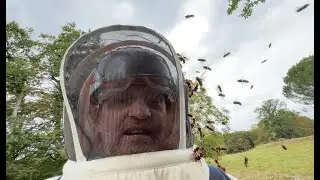 ⚠️ IMPRESSIONNANTE attaque de frelons europ&eacute;ens !