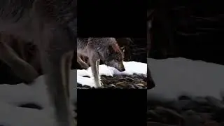 wolf🐺 #wolf #nature #natureedit #fyp