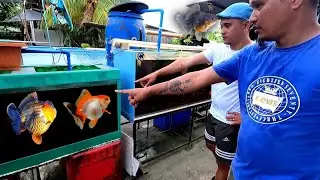 Secret of GOLDFISH grooming | Gold Fish from thailand | ft roel santillan