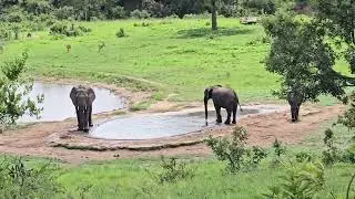 Baby elephant falls in water hole kruger national Park #krugernationalpark #southafrica #wildlife 