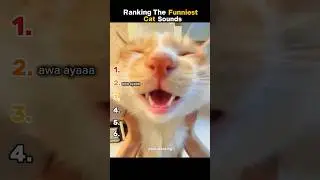 Ranking The Funniest Cat Sounds #shorts