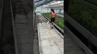Cleaning a surface. #Growzen #plants #timelapse #plantsproduction #greenhouse