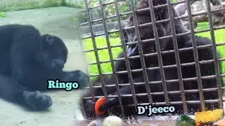 Cute Gorilla 😍 Ringo Wants to Set Up a Tent! 🦍🏕️可愛金剛😍林戈想要搭帳篷