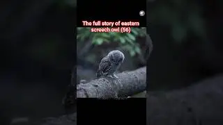 The full nesting story of the Eastern Screech Owl family (56) - #owl #wildlife
