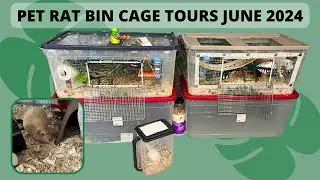 Pet Rat Bin Cage Tours June 24