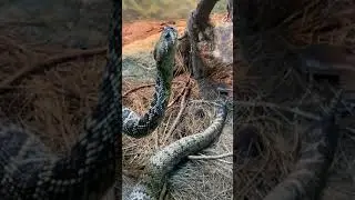 Its a S-S-S-Snake!