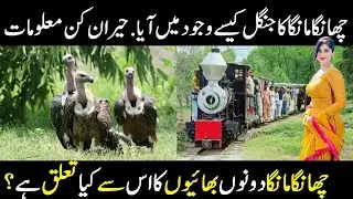 Facts About Changa Manga Forest - چھانگا مانگا کیوں کہتے ہیں؟ پاکستان کا عظیم تاریخی ورثہ