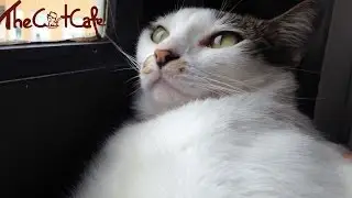 The Cat Cafe