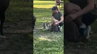 Five Things You&rsquo;ll Want to Know About My Corgi