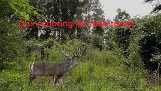 Onx Hunt map scouting Feed trees and Topo #bigbucks #fypp #deerhunting #onx #archeryequipment #deer