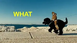 putin on the dog