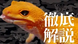 レオパードゲッコーの飼育方法