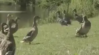 Talented duck doing Moomwalk