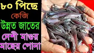 🐬(৮০) পিছে কেজি উন্নত জাতের অরিজিনাল দেশি মাগুর মাছের পোনা। 