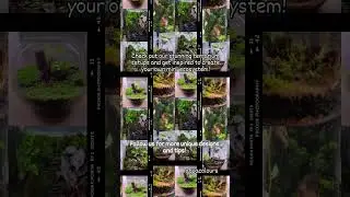 #aquacolours #terrarium #aquascape #aquariumgallery #plantedtank #fishtankdesign  #plants #nature