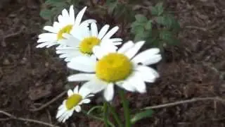Margeriten kultivieren