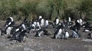 Rockhopper Penguins Fight for Nesting Site on Bleaker Island in the Falklands