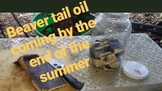 How To Make Beaver Tail Oil