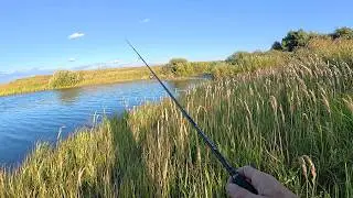 SUMMER PIKE AND PERCH SPIN FISHING! Shore fishing in a cozy spot.