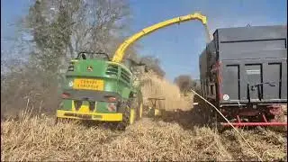 Kiszonka z miskanta par une Ensileuse 8400 de chez John Deere