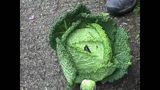 How to Cheer up a Slug