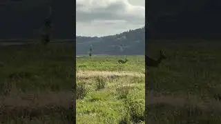 Abendliches Spiel im Feld &ndash; Rehmutter mit ihren zwei Kitzen