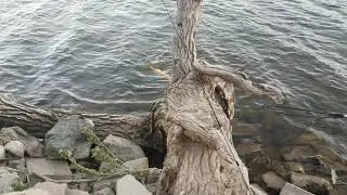 Lightning Trout, Fishing LADS Mr. Babas 4.22.2020